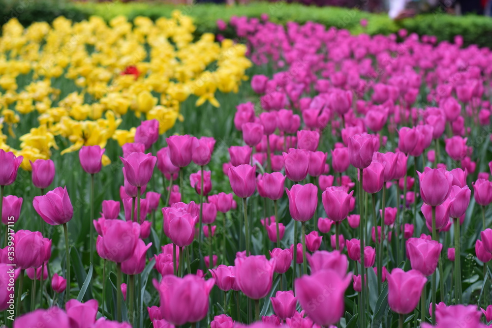 beautiful tulip in spring time