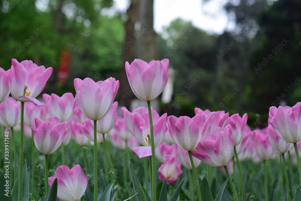 Obraz premium beautiful tulip in spring time
