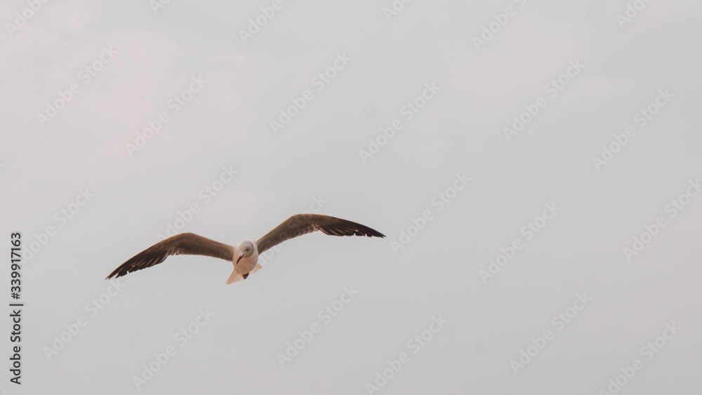 Naklejka premium seagull flying in the sky