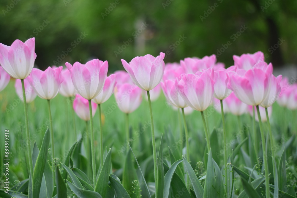 beautiful tulip in spring time