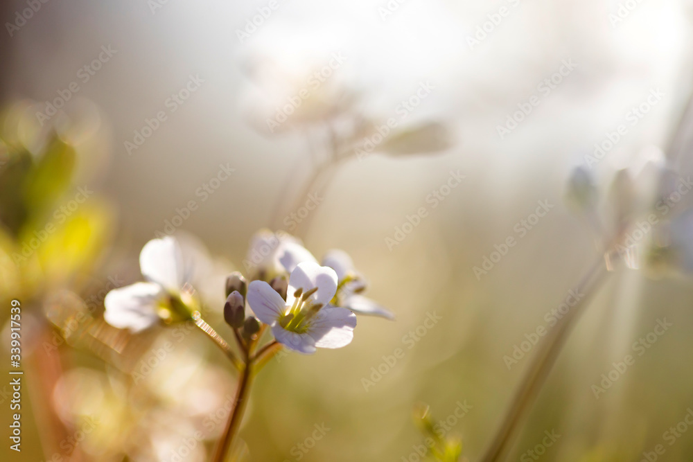 Obraz premium Amazing bright spring landscape for wallpaper.