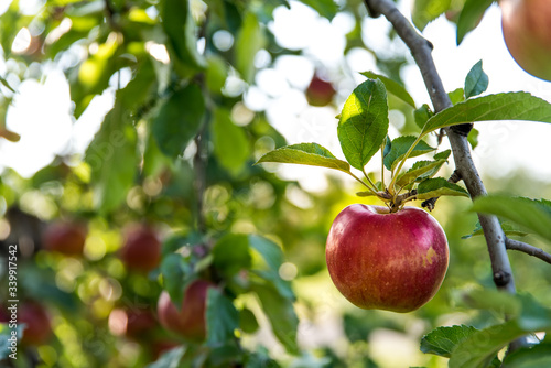 Red organic apple hanging on a tree, growing in an apple orchard with green leaves in the background. Fruit picking season