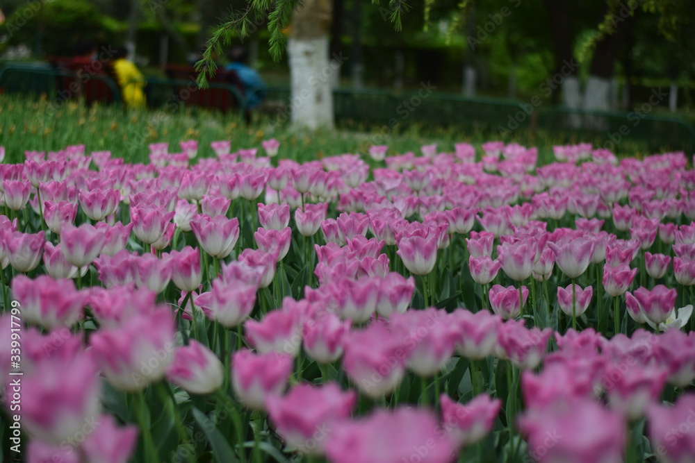 beautiful tulip in spring time beautiful tulip in spring time