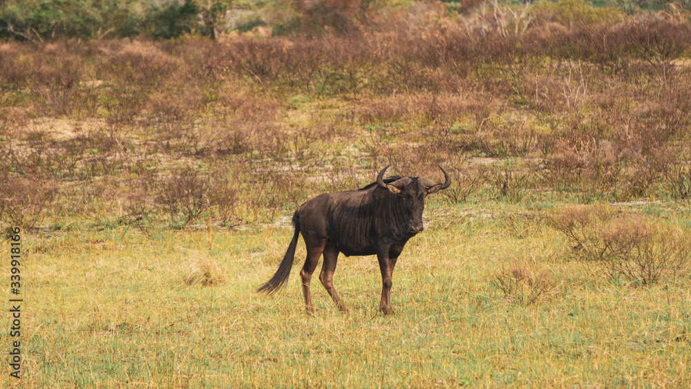 wildebeest in the wild wildebeest in the wild