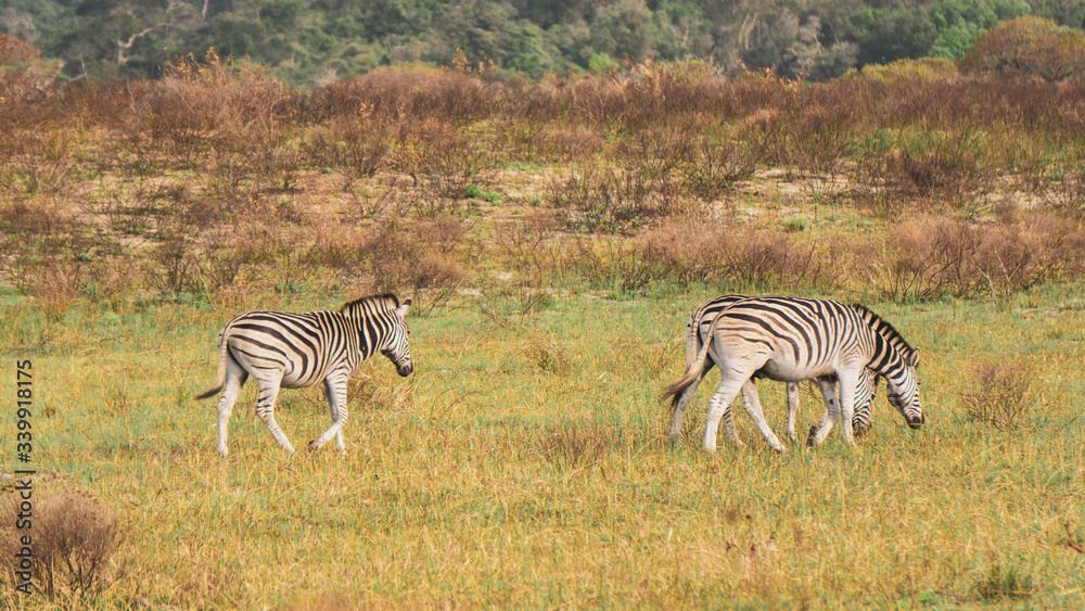Fototapeta premium zebra in the savannah