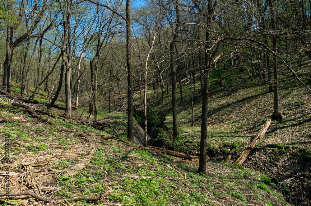 Gulch through forest of flandrau state park Gulch through forest of flandrau state park