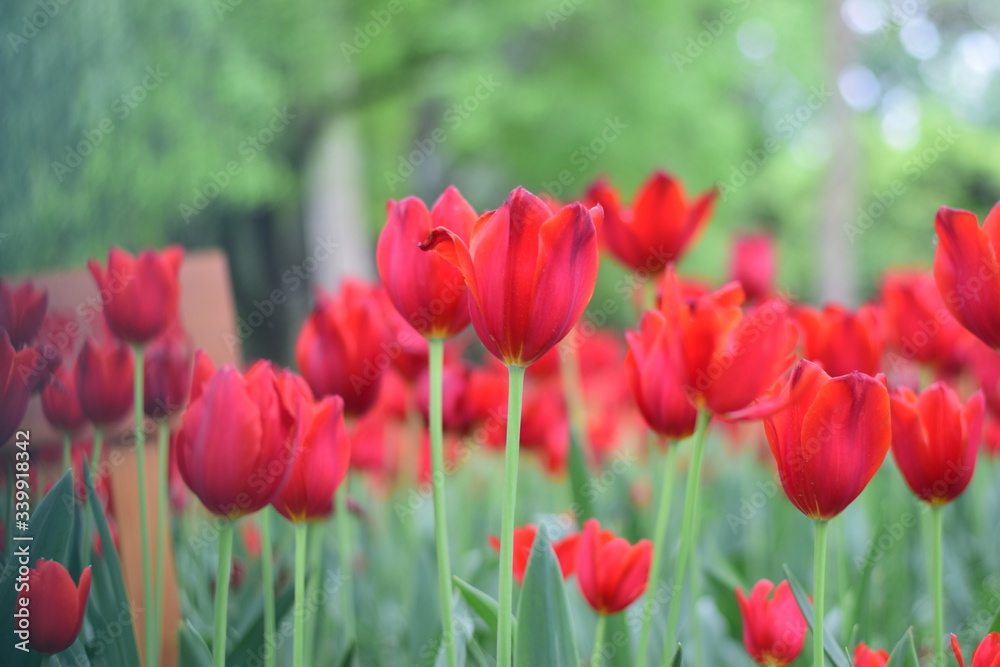 red tulip in spring