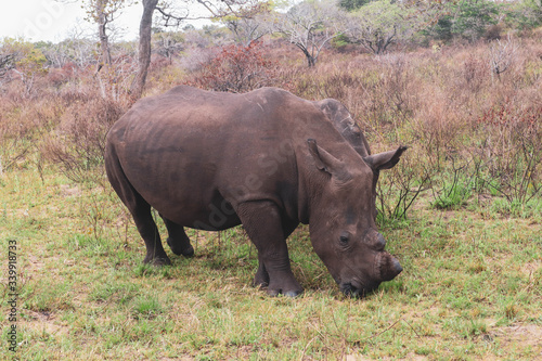 rhino in the wild © Hannes