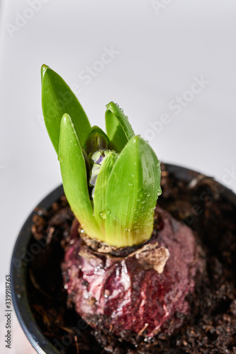 Young flower bulb planted in soil