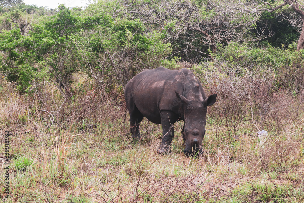 Fototapeta premium rhino in the savannah