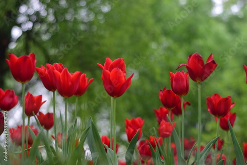 red tulip in spring