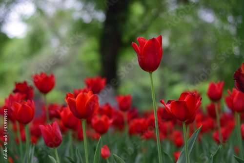 red tulip in spring