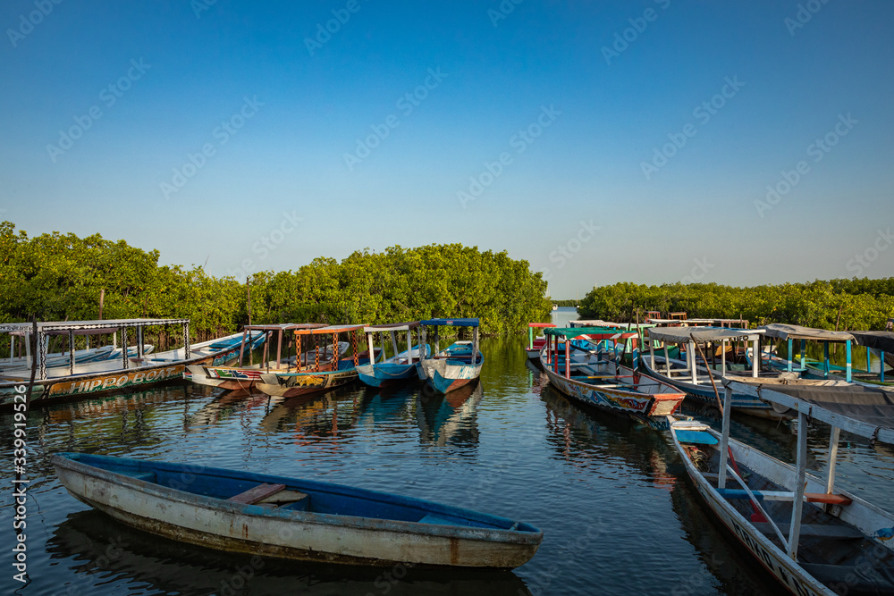 Gambia Mangroves. Lamin Lodge. Traditional long boats. Green mangrove trees in forest. Gambia.