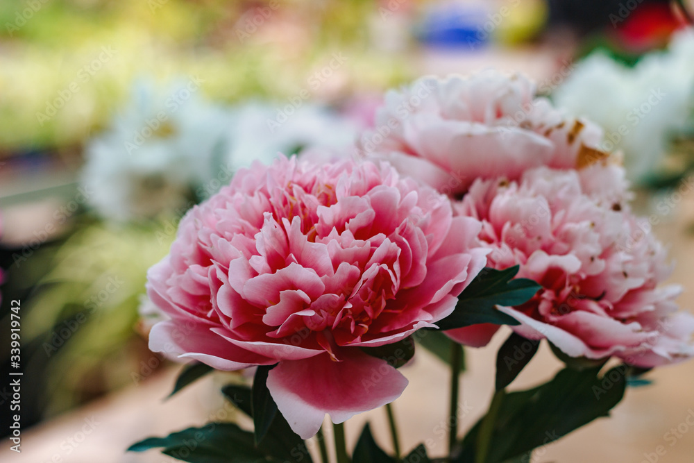 Flowers. Photo of pink peonies at the exhibition Flowers. Photo of pink peonies at the exhibition