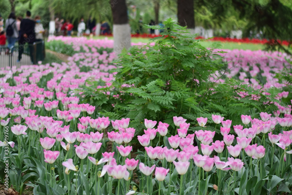 beautiful tulip bloom in spring beautiful tulip bloom in spring