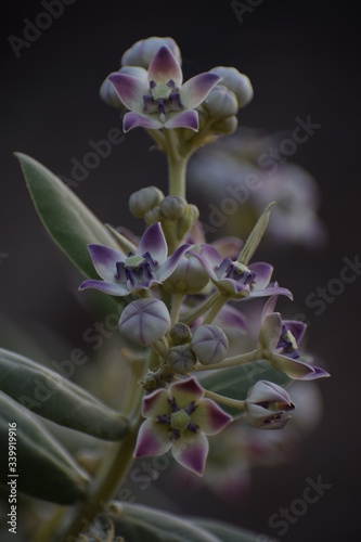 calotropis gigentea or madar plant flower or purple crown flower found in asian country of India and state of gujarat and is milky plant. photo