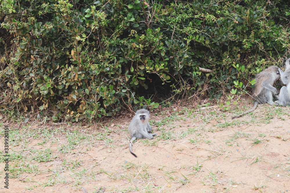 baby baboon sitting on the ground