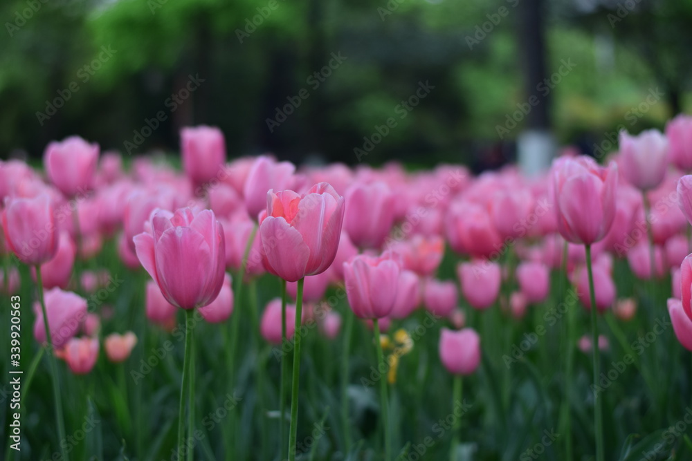 beautiful tulip bloom in spring beautiful tulip bloom in spring