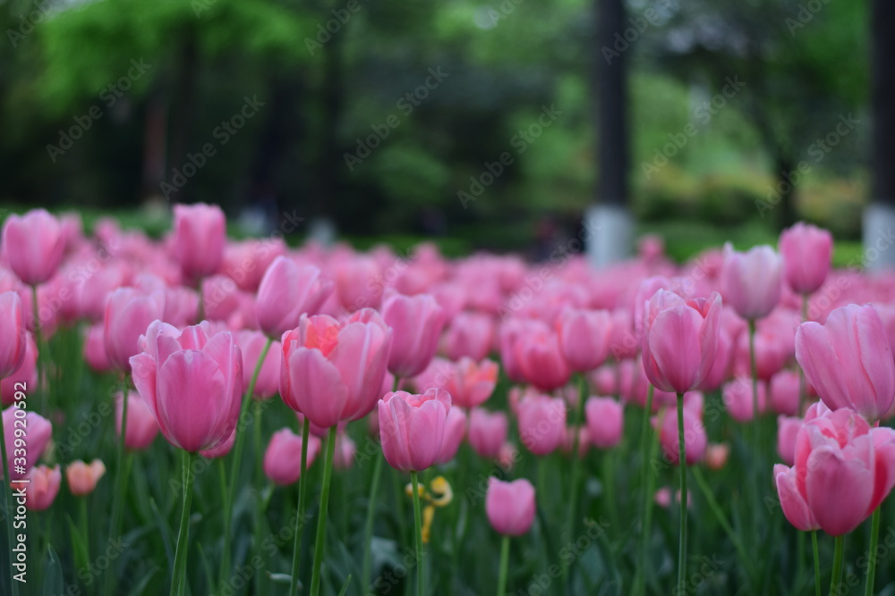 beautiful tulip bloom in spring beautiful tulip bloom in spring