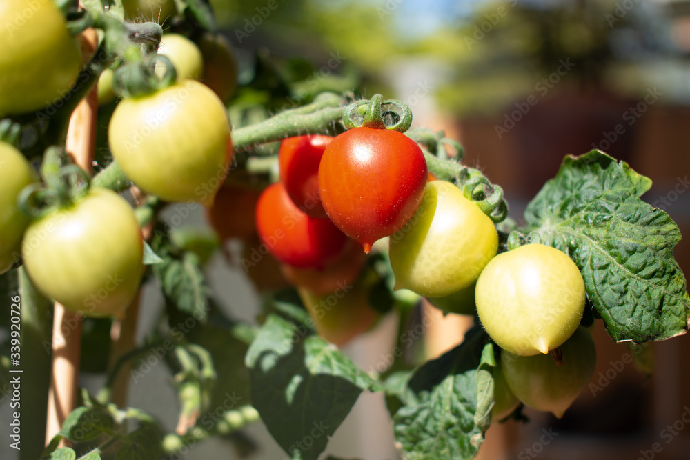 small tomatoes on a branch.   Vegetables for Balcony