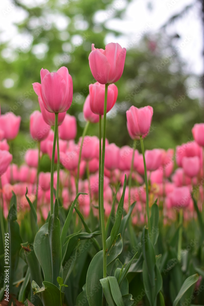 beautiful tulip bloom in spring