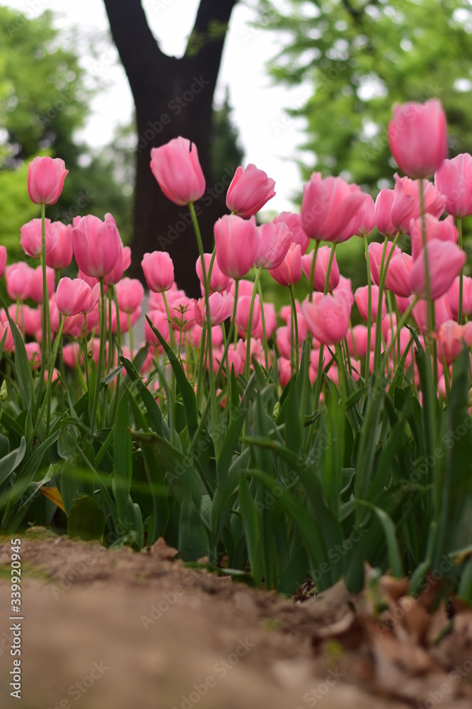beautiful tulip bloom in spring beautiful tulip bloom in spring