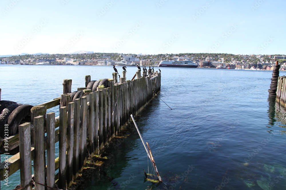 bird birds cormorants tromso tromsø  water travel tourism sea coast nature port blue landscape sky harbor architecture europe boatship mountain summer bay view city beautifull and mark mediterranean v