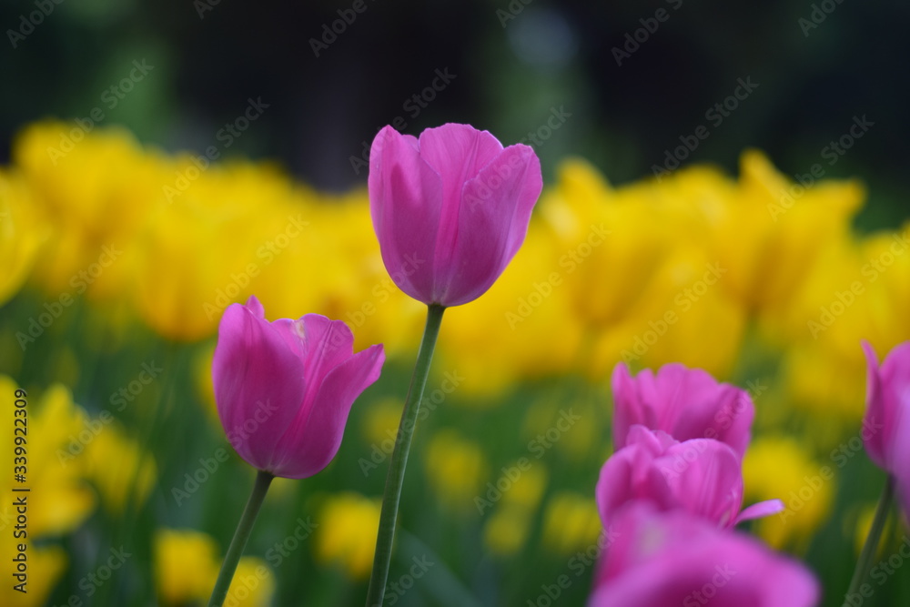 beautiful tulip bloom in spring