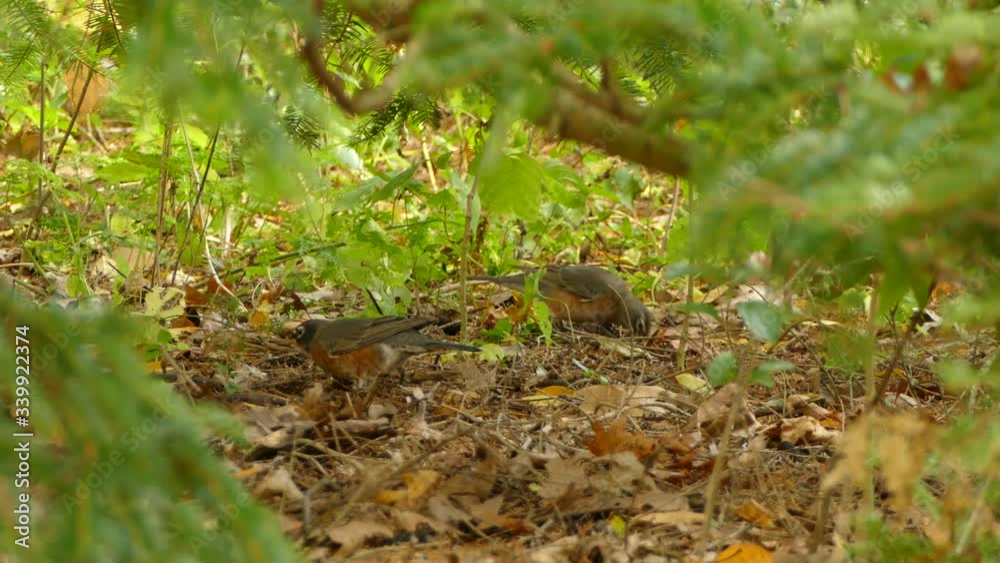 Few robin birds on the ground with different feather markings Few robin birds on the ground with different feather markings