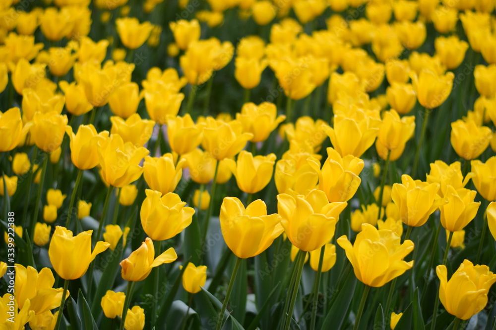 beautiful tulip bloom in spring beautiful tulip bloom in spring