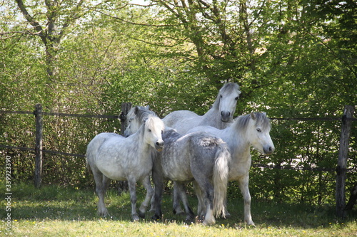 Grey playful thug horse ponies team