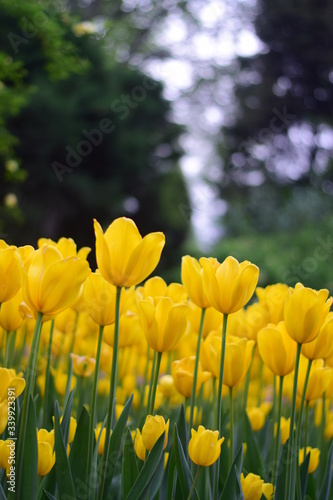 Fototapeta Naklejka Na Ścianę i Meble -  beautiful tulip bloom in spring