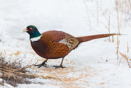 Pheasant, Phasianus. A wild bird came out of the thicket to an open place to eat grain, seeds. Winter snowy cold morning. Handsome male posing
