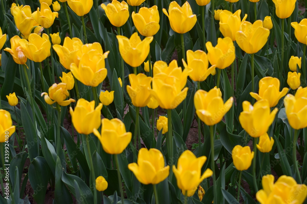 tulip in spring
