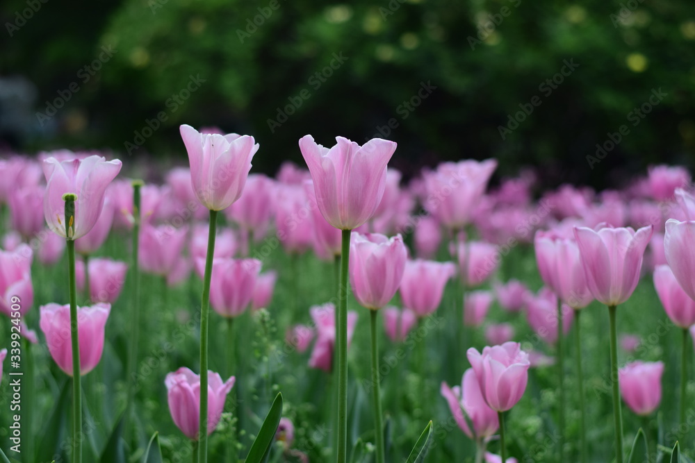 tulip in spring
tulip in spring
