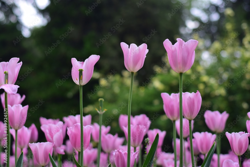 tulip in spring
