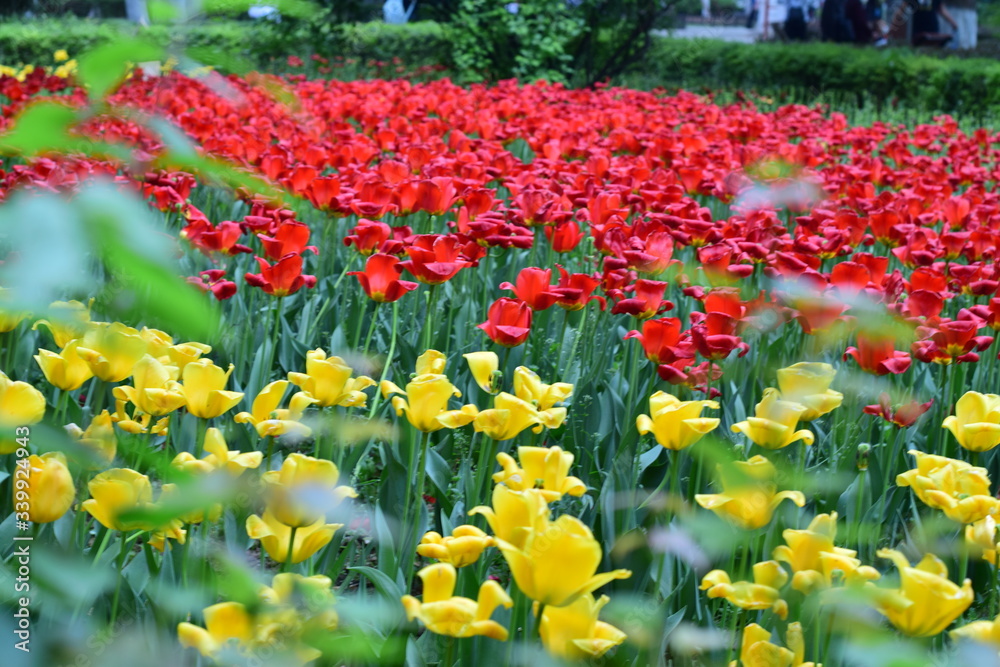 spring flower bloom spring flower bloom