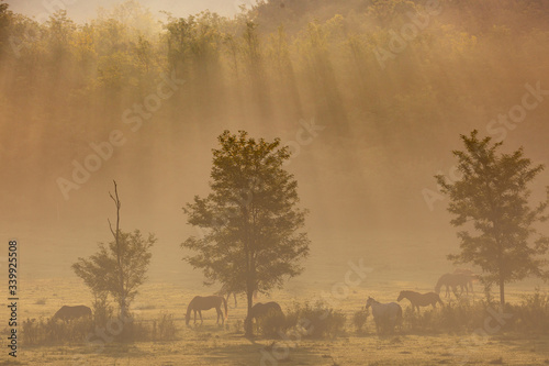 Horses on a meadow in early morning photo