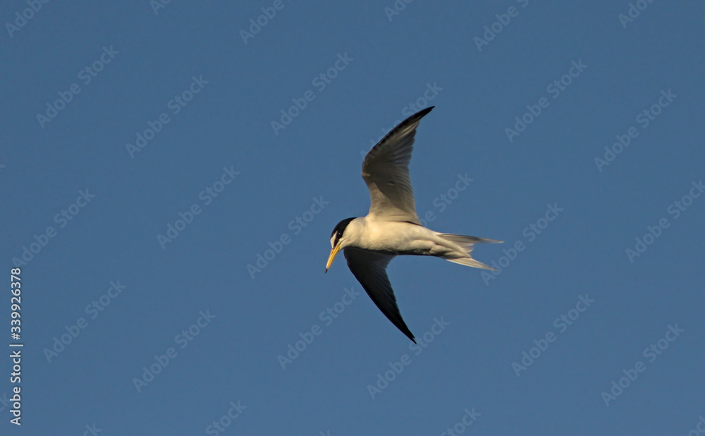 Little Tern - Sterna albifrons, Lesvos, Greece Little Tern - Sterna albifrons, Lesvos, Greece