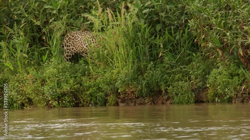 Jaguar (Panthera onca) hunting along riverbank, in the Pantanal wetlands, Brazil