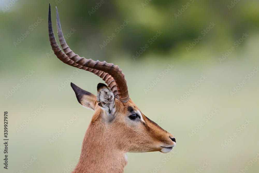 Portrait of a male impala in Kruger National Park in South Afrika in the green season