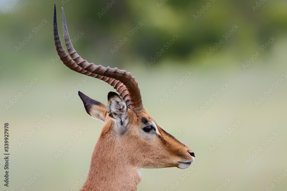Portrait of a male impala in Kruger National Park in South Afrika in the green season Portrait of a male impala in Kruger National Park in South Afrika in the green season