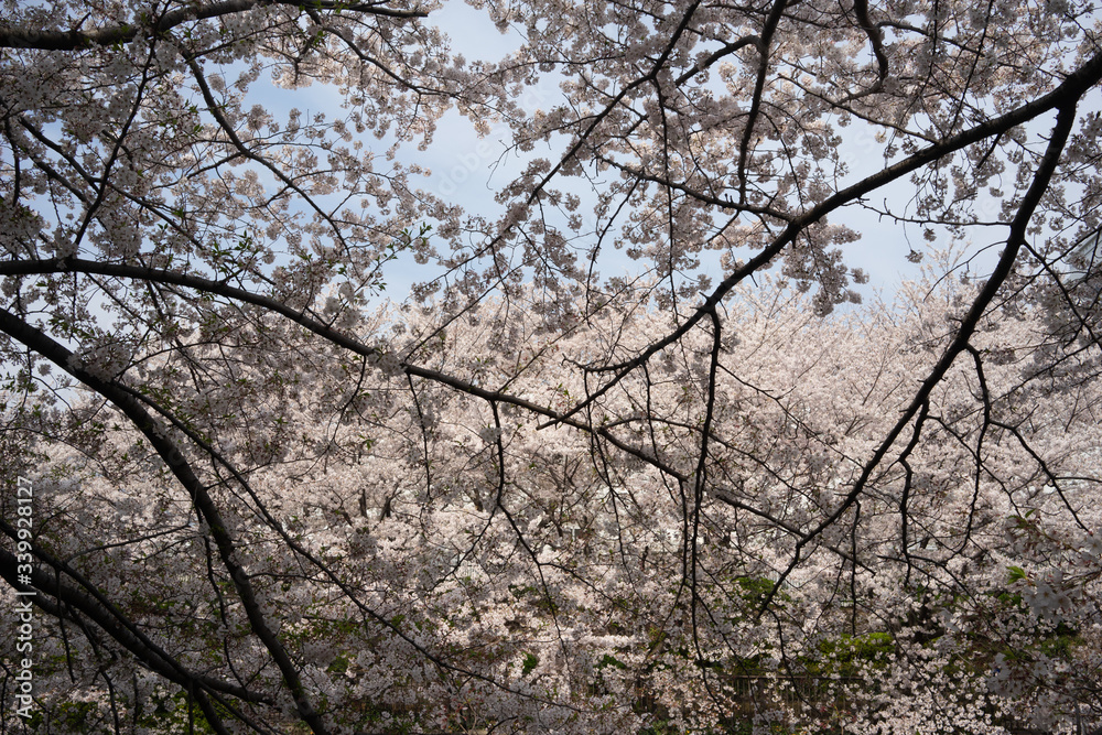 sakura cherry blossom tree japan sakura cherry blossom tree japan