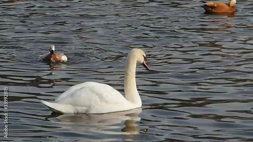 A lake with waterfowl. A white swan swims near a scuba diving.