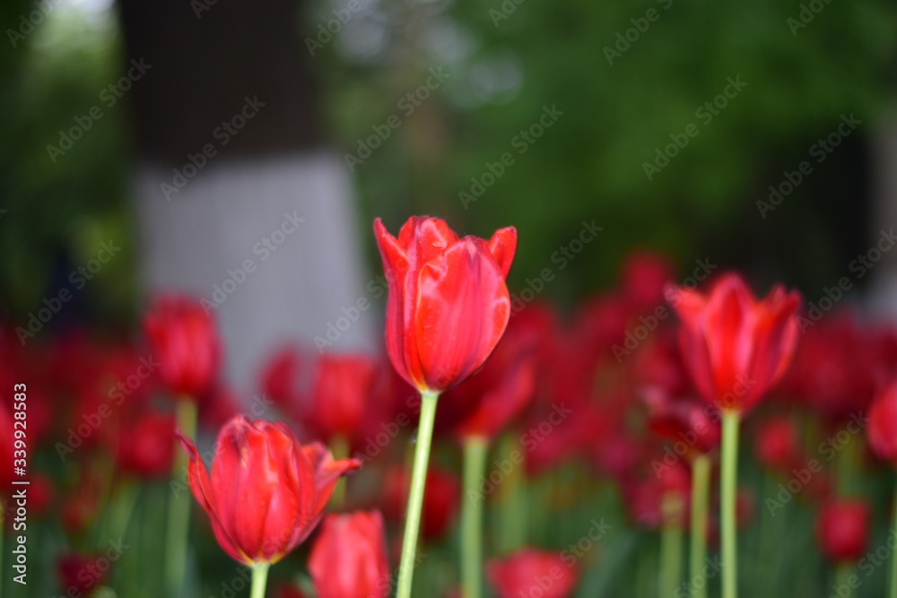 red tulip in springtime