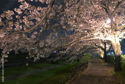 Cerisiers au Japon de nuit