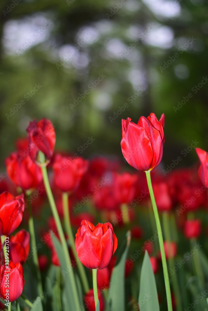 red tulip in springtime
