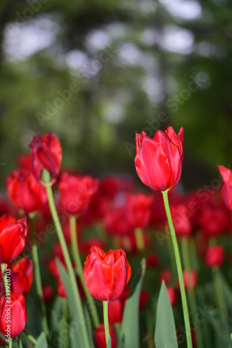 red tulip in springtime