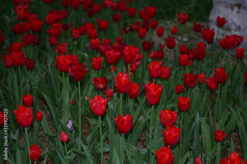 Fototapeta Naklejka Na Ścianę i Meble -  red tulip in springtime