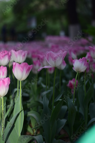 pink tulips in spring